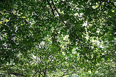 治愈派对游戏《天竺鼠车车派对》公布玩法预告